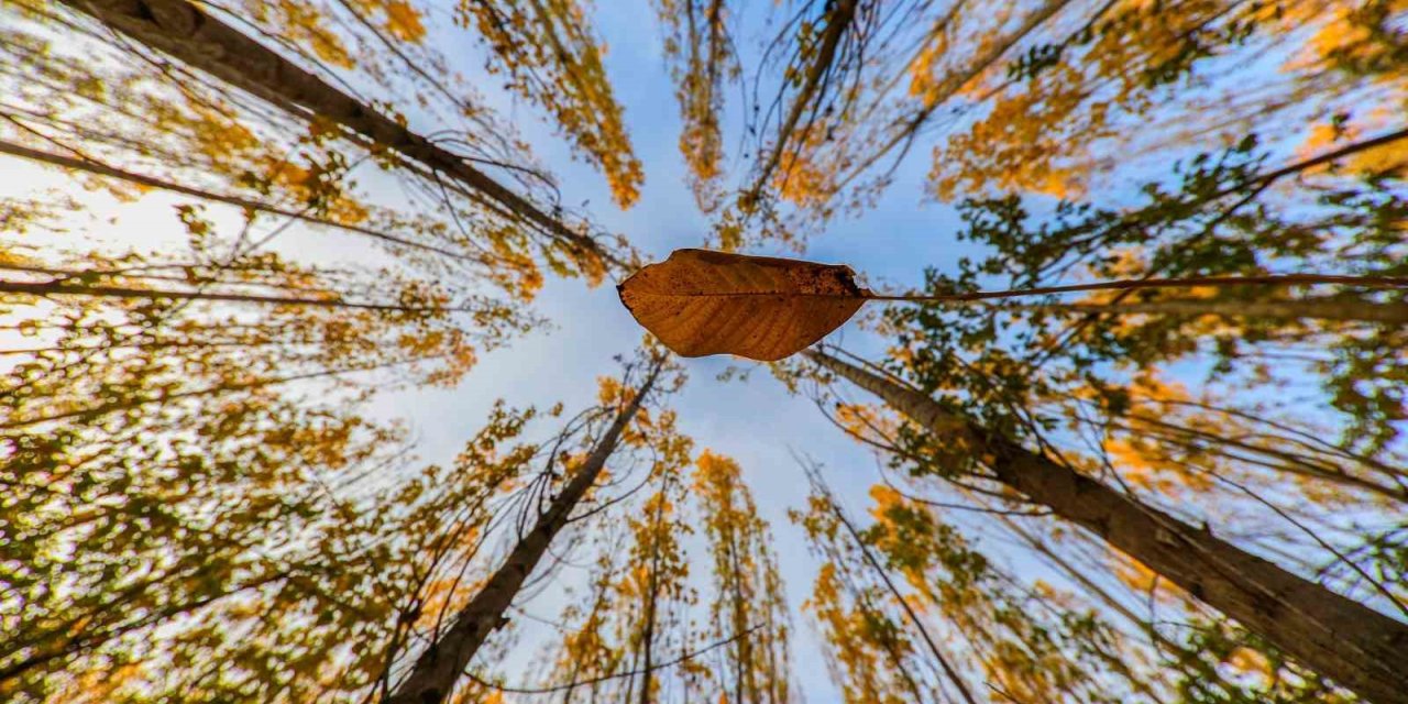 Altın ve kızılın dansı: Erzincan’ın dağları sonbahar güzelliğiyle büyülüyor