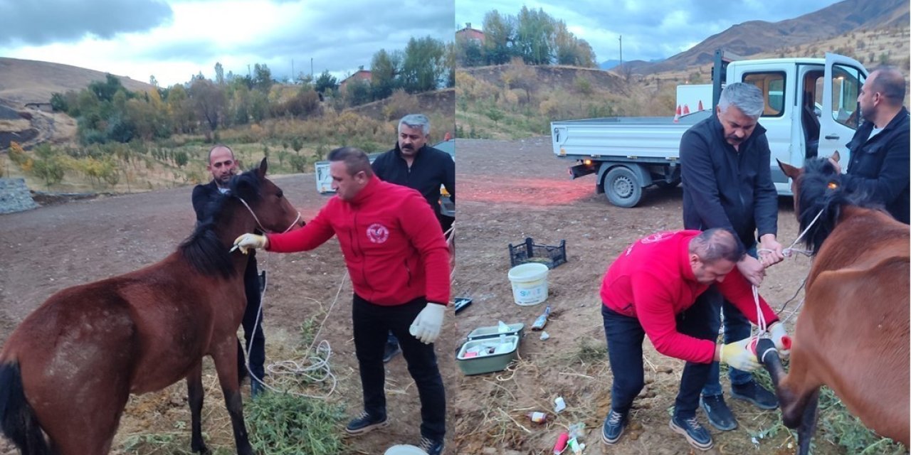 Hakkari’de ayağı kırık at kurtarıldı