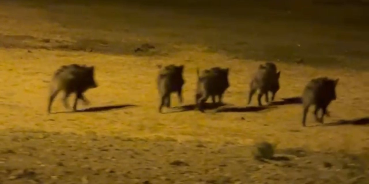 Yüksekova’da domuz sürüsü görüntülendi