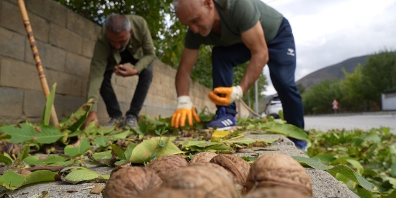 İnce kabuklu, dolu içli Erzincan cevizinde hasat zamanı