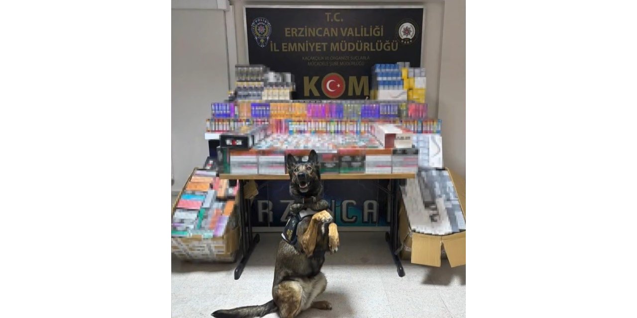 Erzincan’da dedektör köpeği hera, 11 bin 600 kaçak ürünü yakalattı