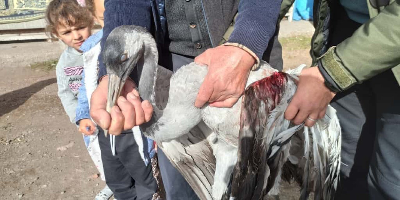 Ardahan’da yaralı bulunan turna tedaviye alındı