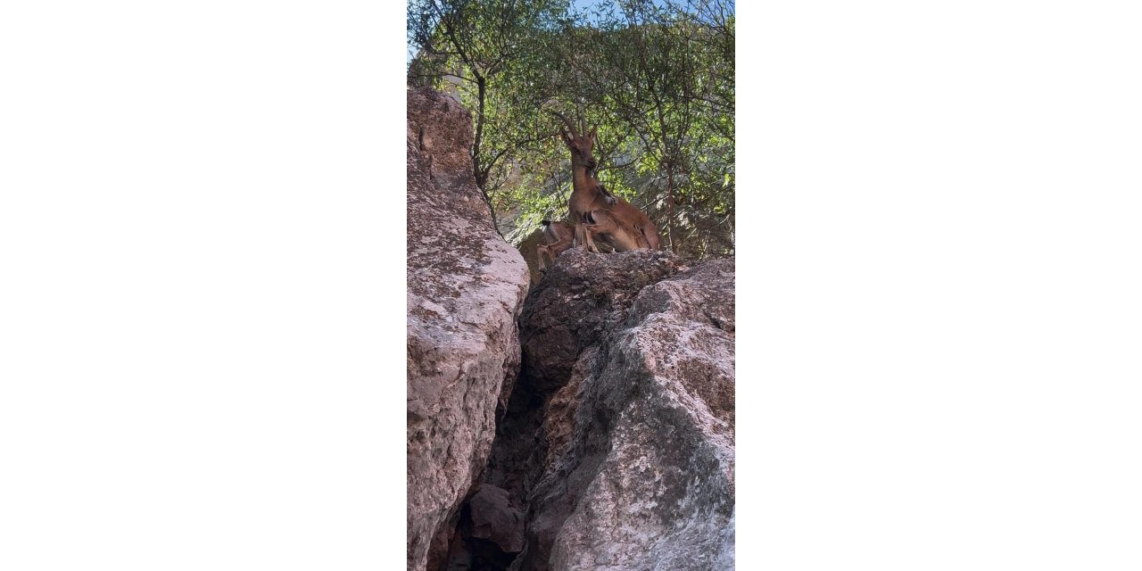 Tunceli’de dağ keçileri yerleşim yerlerine kadar indi