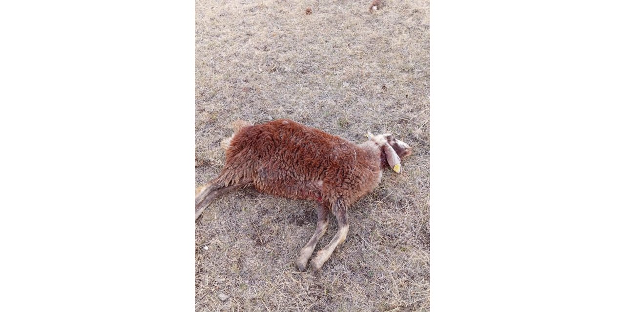 Horasan’da kurtlar sürüye daldı: 3 koyun telef oldu