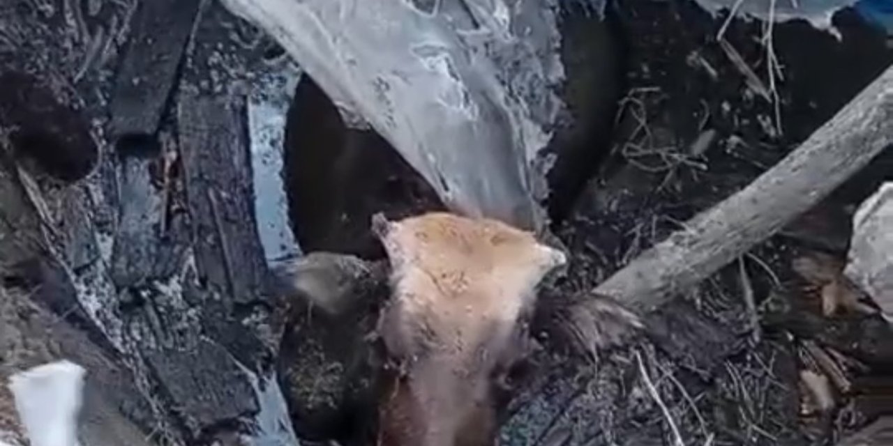 Yüksekova’da bataklığa saplanan ineği itfaiye ekipleri kurtardı