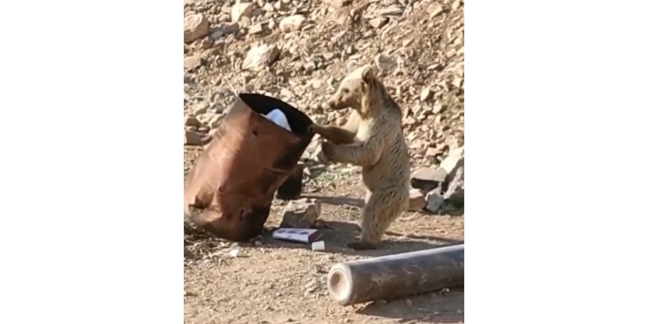 Çukurca’da yiyecek arayan ayı kameraya yansıdı