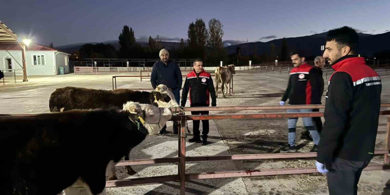 Erzincan canlı hayvan pazarı yeniden açıldı
