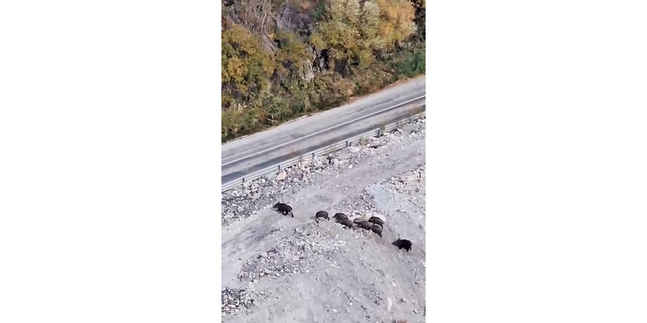 Yüksekova’da domuz sürüsü görüntülendi