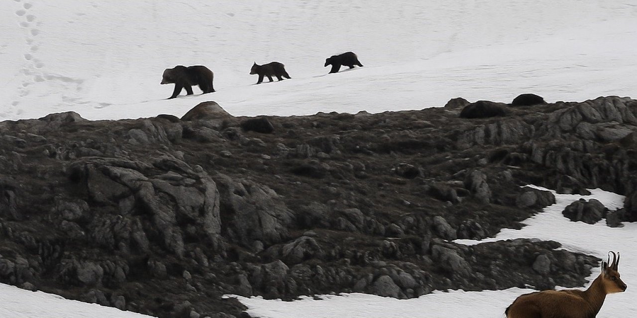 Munzur Dağı’nda nefes kesen anlar: Boz ayıdan kaçan dağ keçileri kamerada
