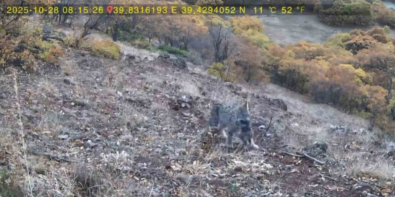 Avlanan vaşak ve yavruları fotokapana takıldı