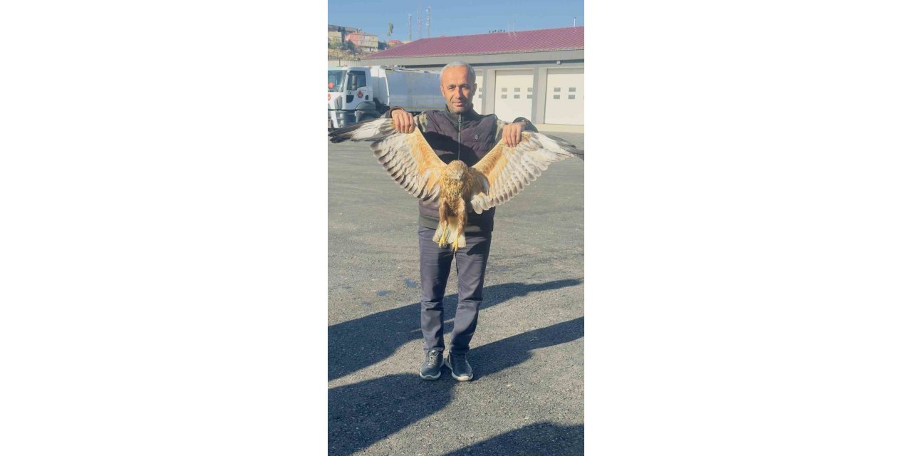 Yüksekova’da bulunan yaralı baykuşu tedavi altına alındı