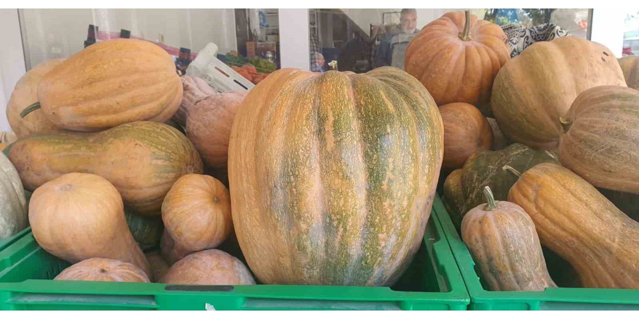 Palu’da ata tohumu kabaklar 35 kiloya ulaştı