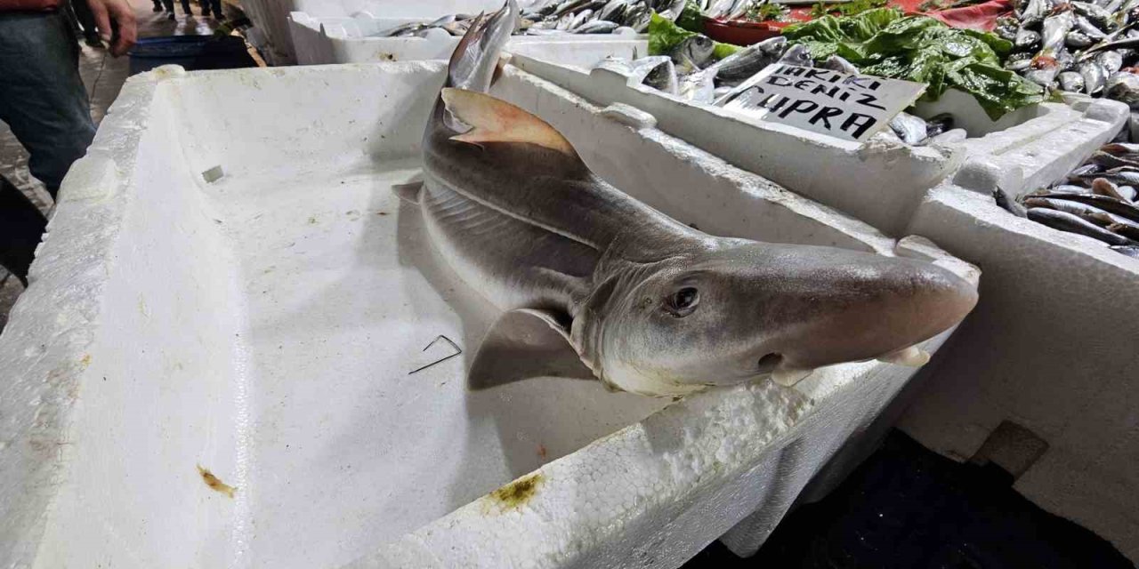 Elazığ’da satışa çıkarılan köpek balığı ilgi odağı oldu