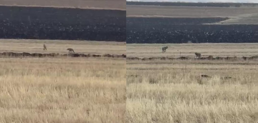 Susuz’da kurt sürüsü görüntülendi