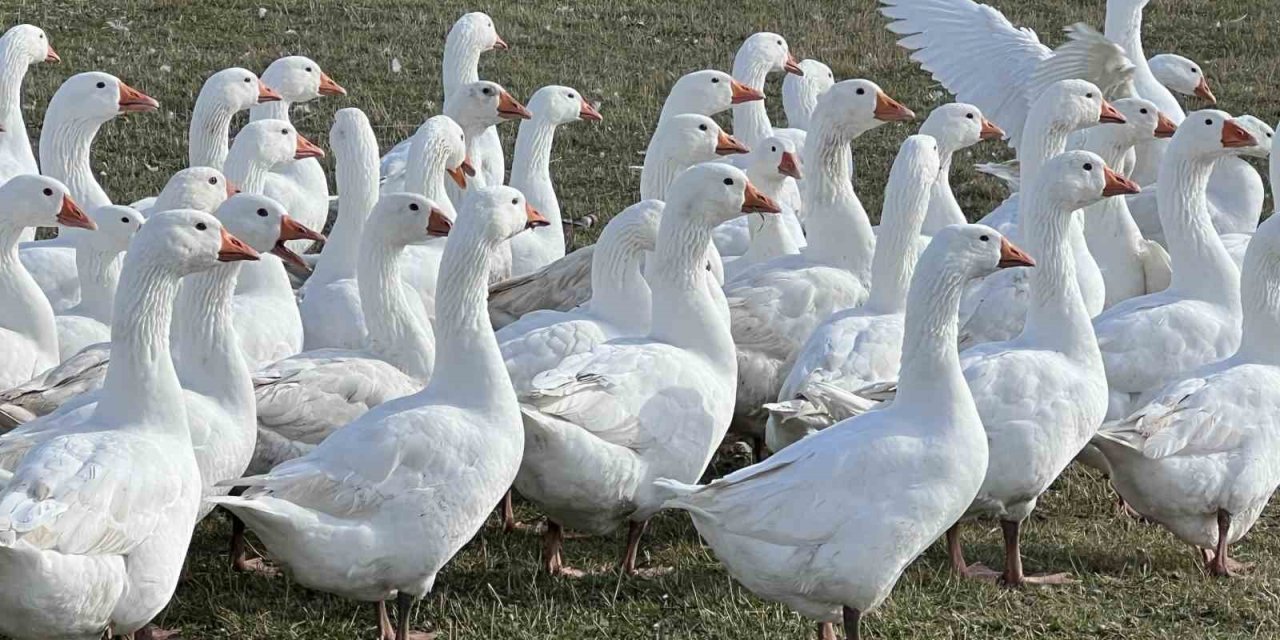 Kars’ta sofralarının vazgeçilmezi: ’Kar yiyen kazlar’ kesime hazır