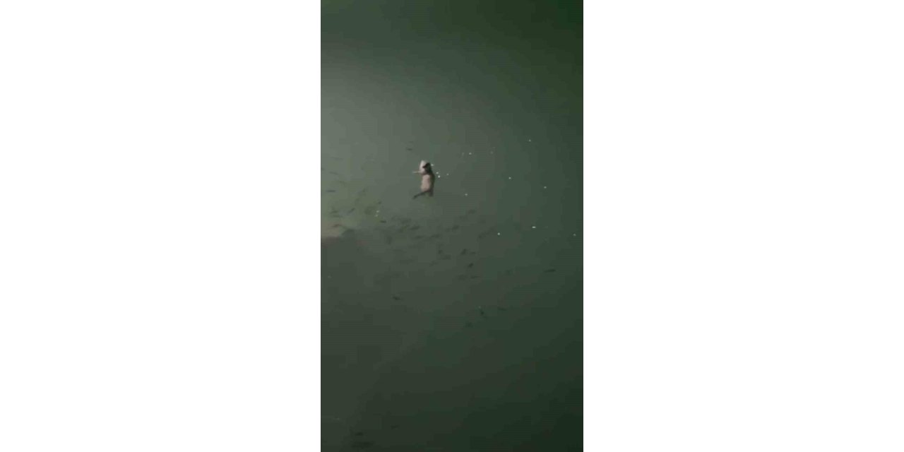 Tunceli’de su samuru görüntülendi