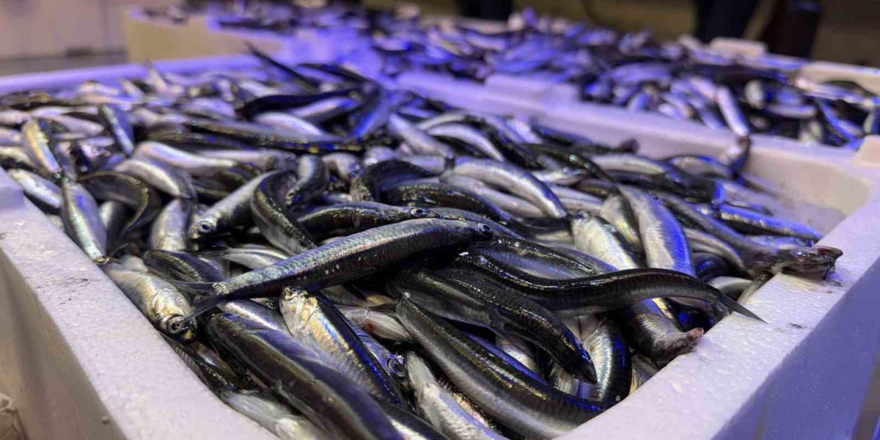 Trabzon’dan gelen taze balıklar Erzincan’da ilgi görüyor