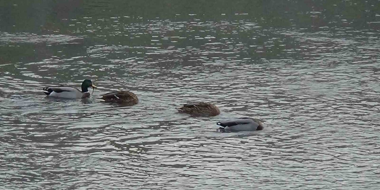 Kars Çayı, yeşilbaş ördeklere ev sahipliği yapıyor
