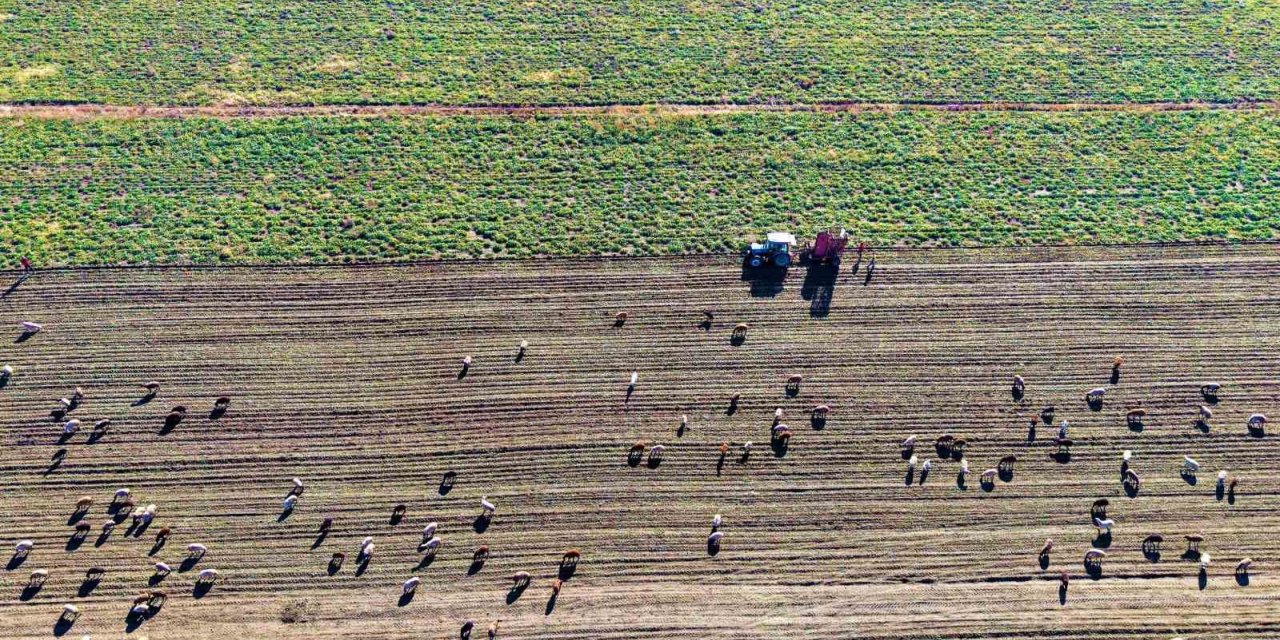 Muş Ovası’nda ’tatlı’ hasat devam ediyor