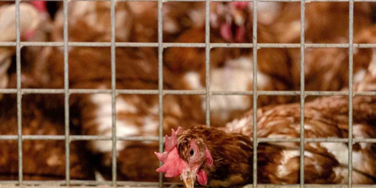 Erzincan’da kuş gribi önlemleri sıkılaştırıldı