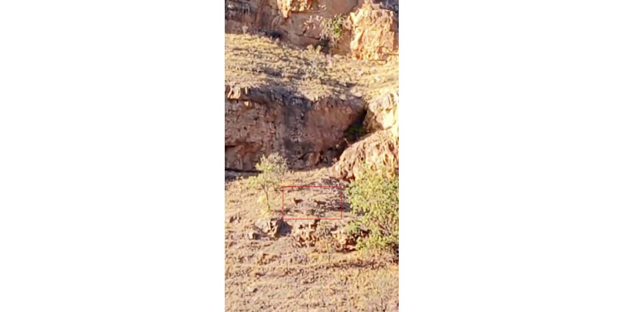 Malatya’da sürü halindeki yaban keçileri görüntülendi