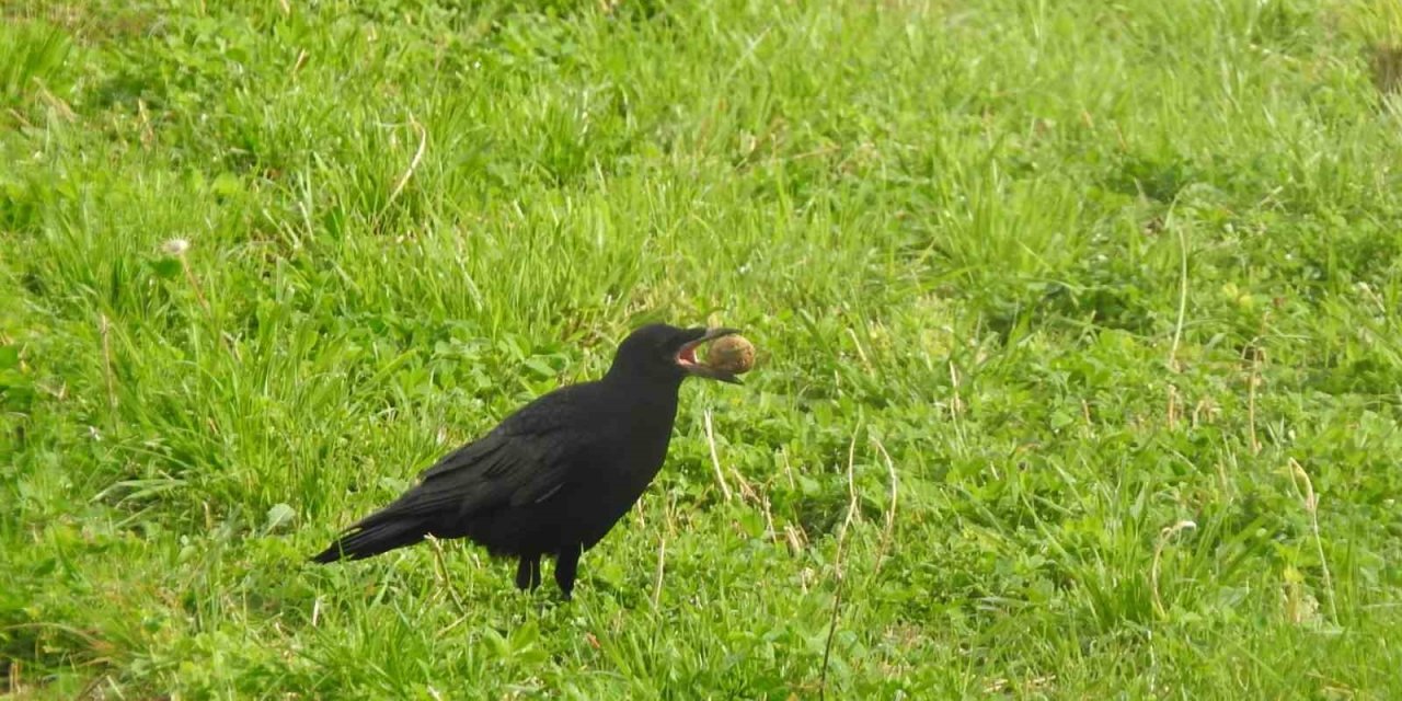 Kargaların unuttuğu cevizler ağaç oluyor