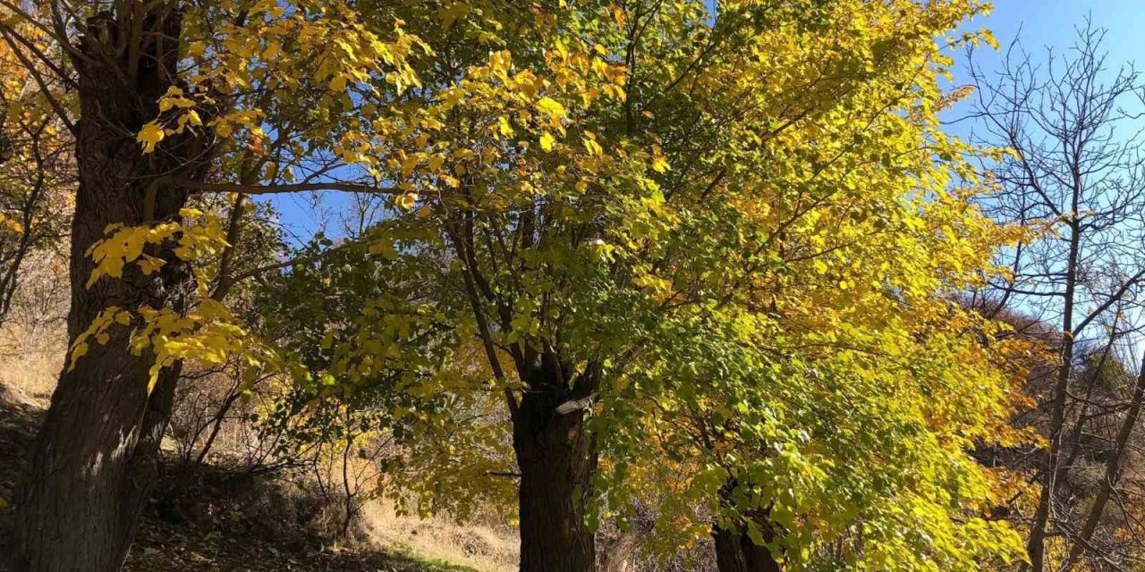 Arapgir’de sonbahar doğal güzelliğiyle görenleri hayran bıraktırıyor