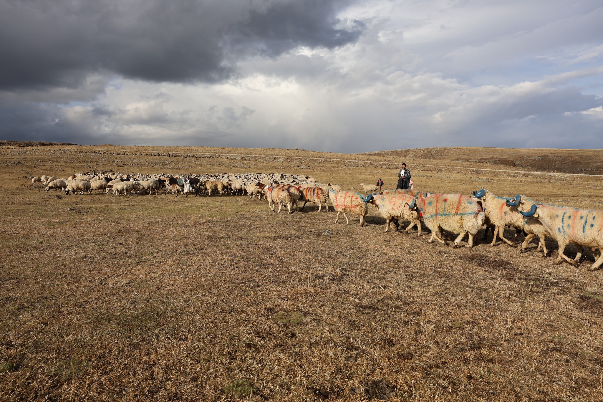 Kars’ta rengarenk ‘Koç Katım Töreni’ geleneği yaşatıldı