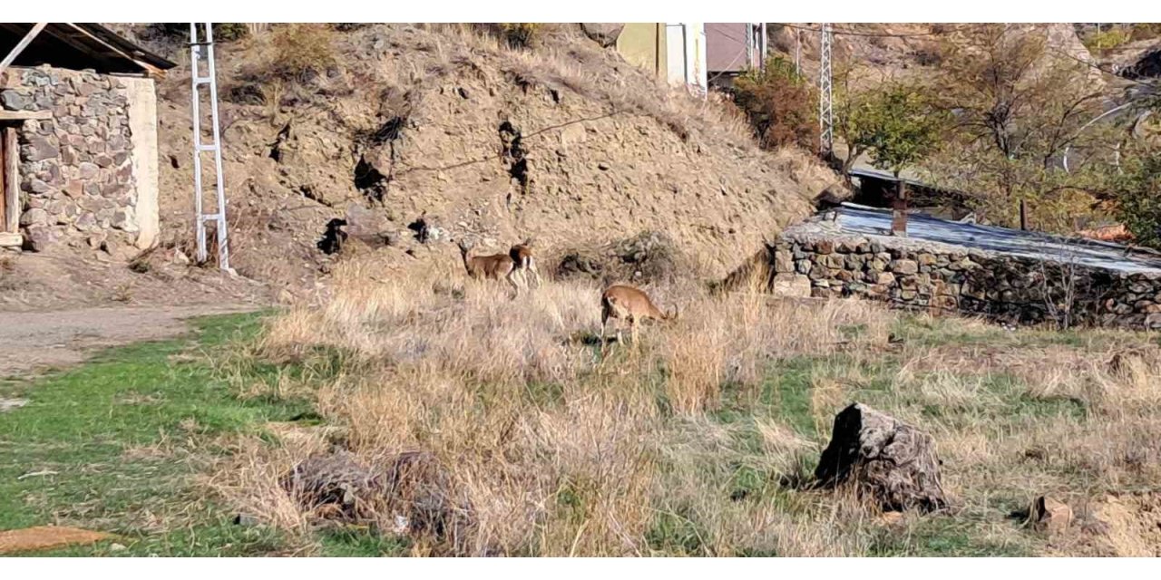 Köyde yaban keçileri özgürce otluyor