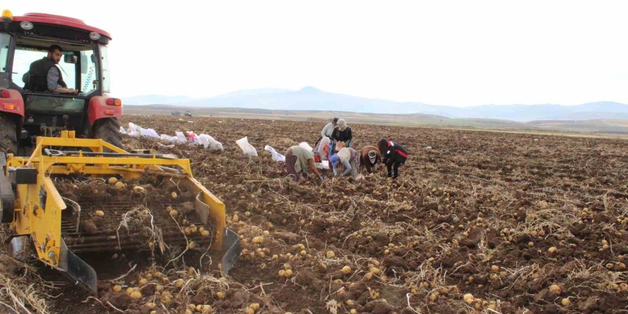 Tercan Ovası’nda kışlık patates bereketi