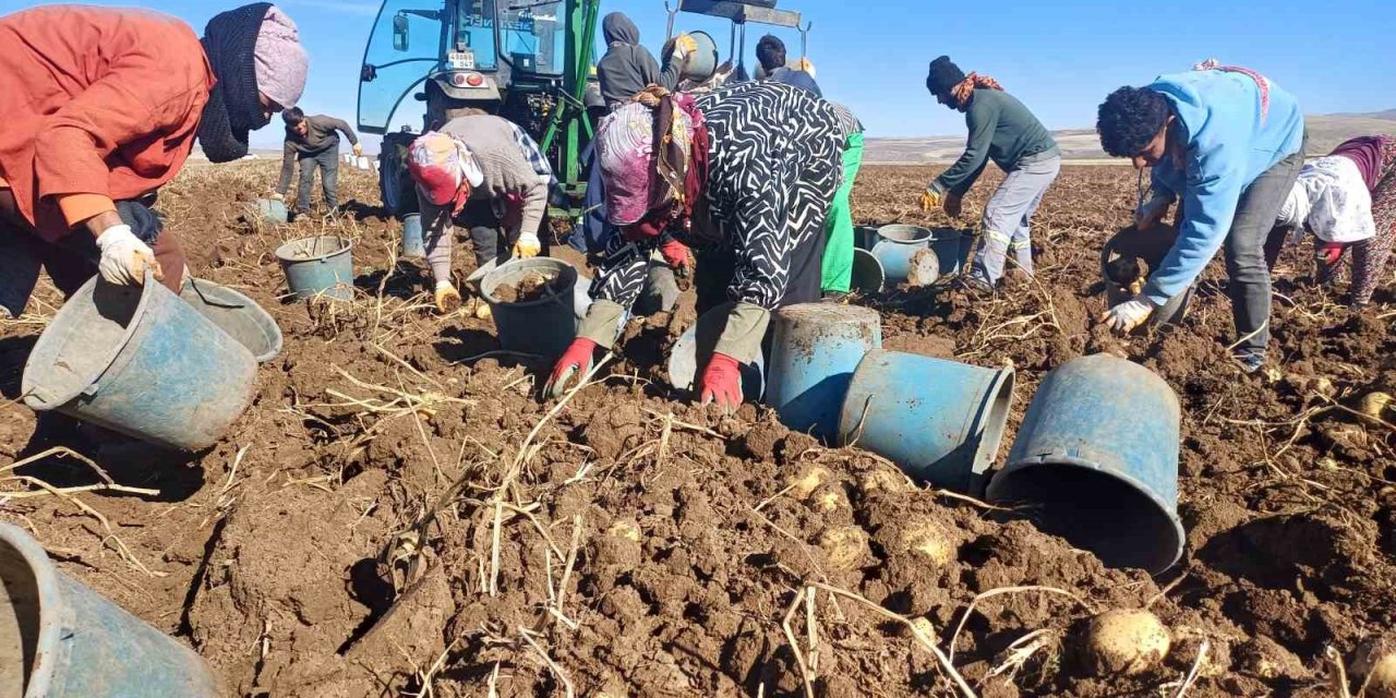 Malazgirt’te ilk defa ekilen patates umut oldu