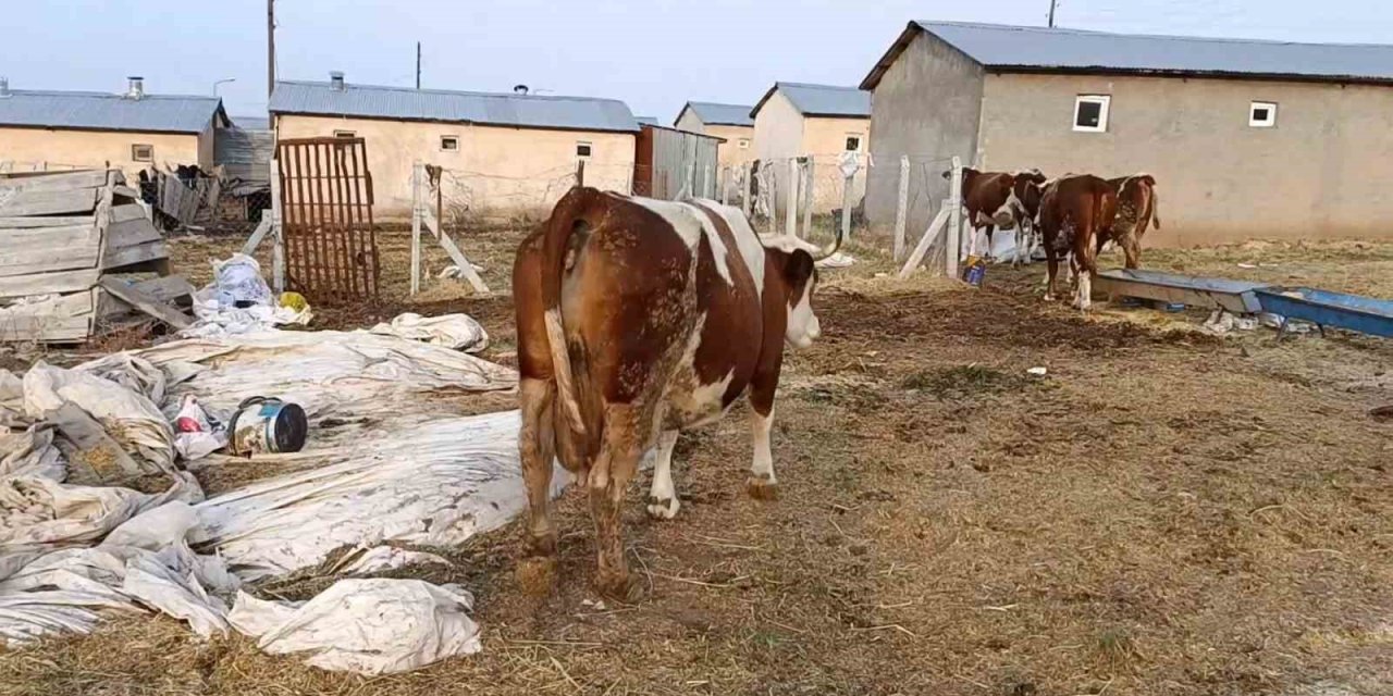 Elazığ’da şap hastalığı ve ölümler üreticiyi zorluyor