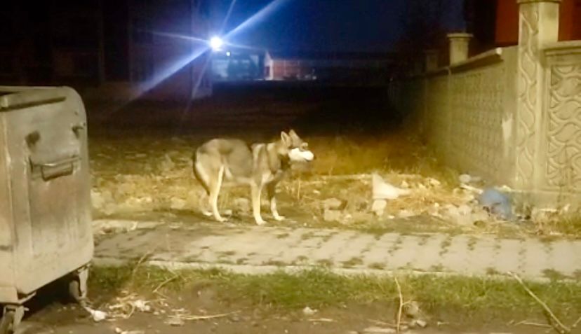 Kars'ta kurt paniği!