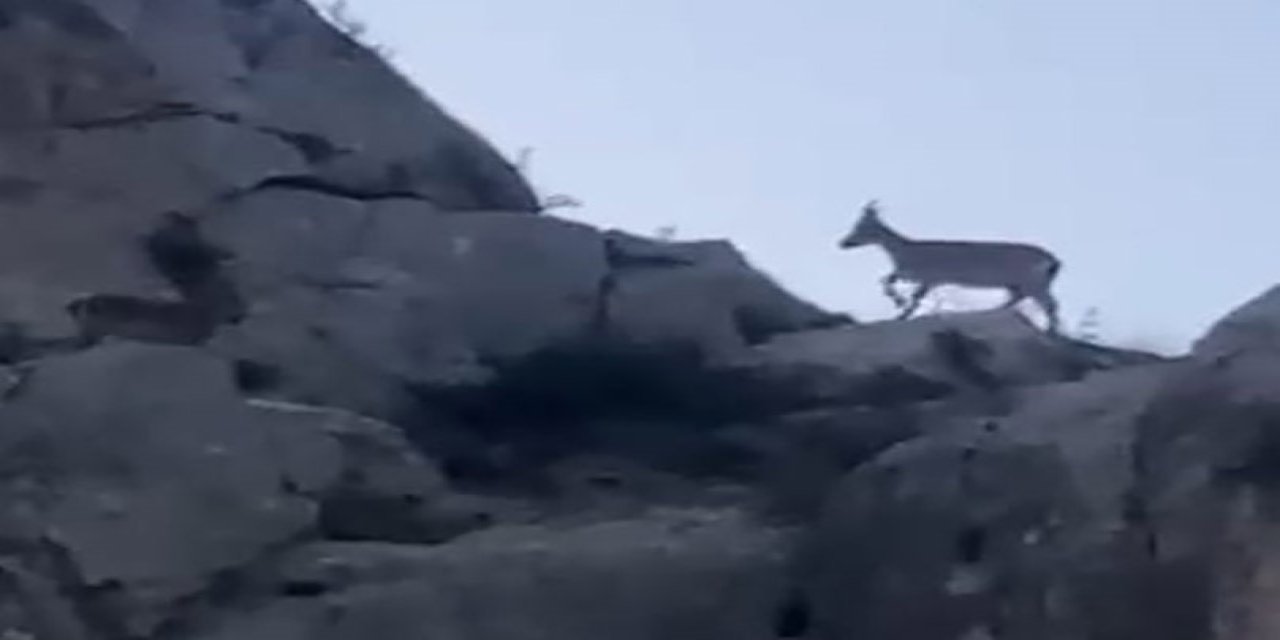 Malatya’da yaban keçileri görüntülendi