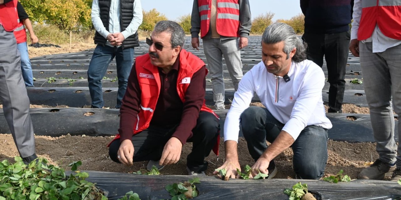 Malatya’da çilek yetiştiriciliğinde hibe destekli proje başladı