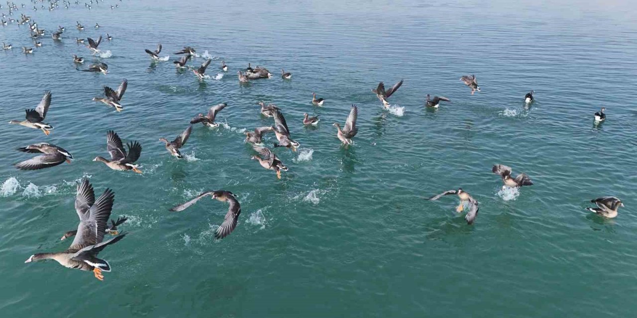 Erçek Gölü’nün yeni misafirleri küçük sakarcalar havadan görüntülendi