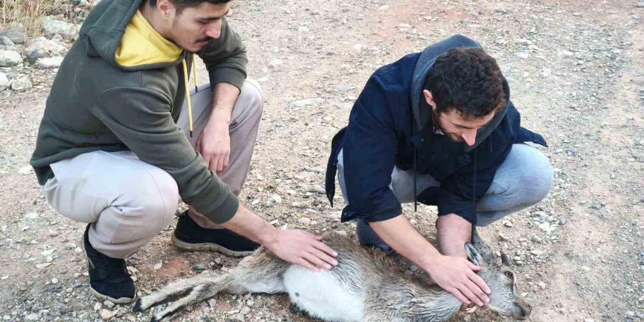 Köpeklerin saldırdığı yavru dağ keçisini 3 kilometre sırtında taşıdılar