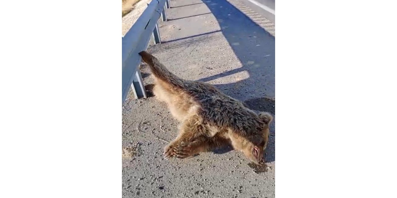 Aracın çarptığı ayı telef oldu