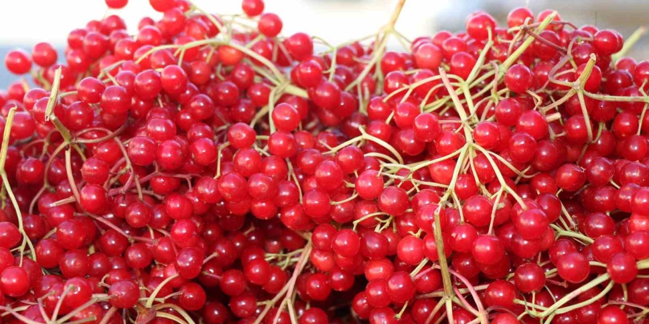 Erzincan’da şifa deposu gilaburuya yoğun ilgi