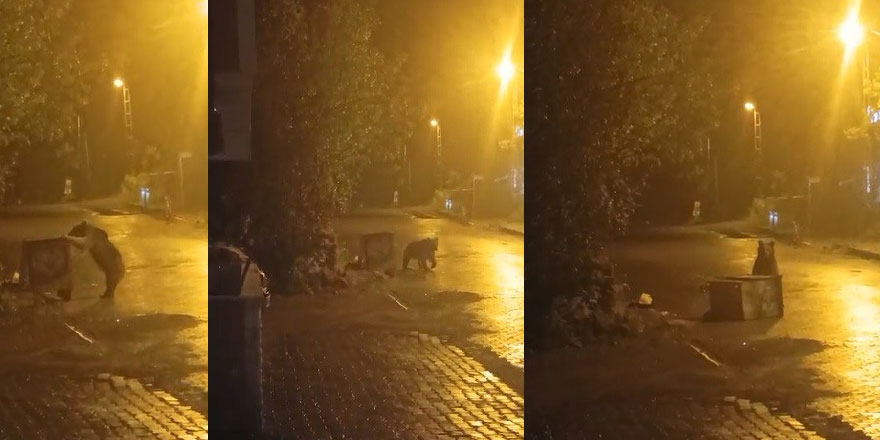 Sarıkamış’ta ayılar kış uykusunu unuttu