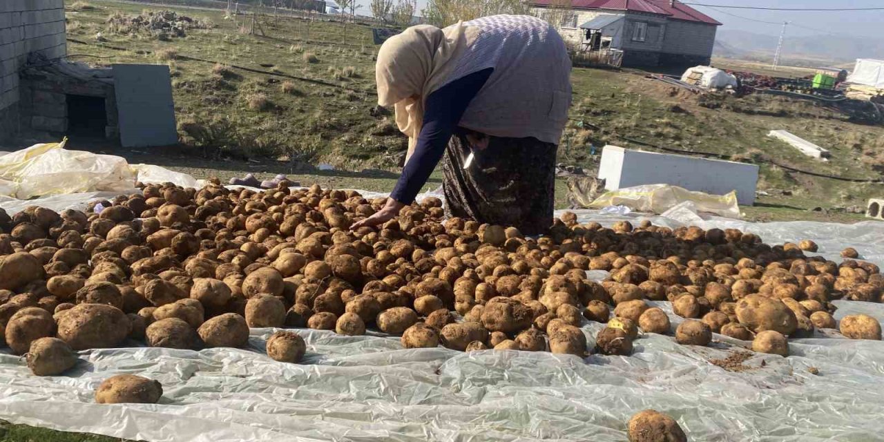Ağrı’da kışlık patatesler geleneksel yöntemle toprağa gömülerek korunuyor
