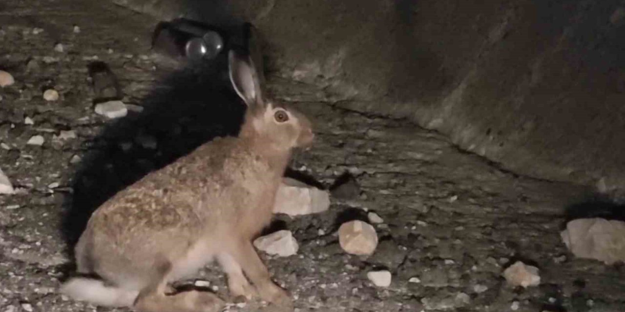 Otoyolda yabani tavşan görüntülendi