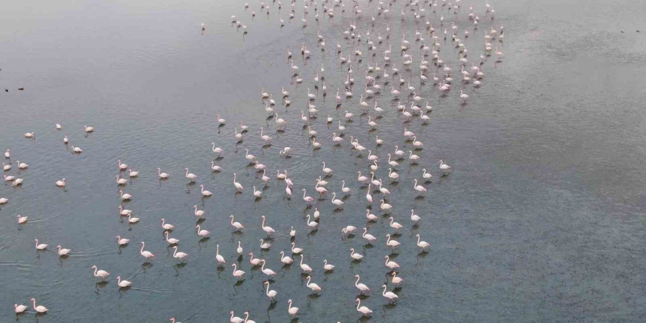 Urmiye Gölü kuruyunca flamingolar Van’a akın etti