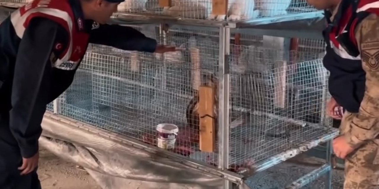 Kızıl şahin emin ellerde