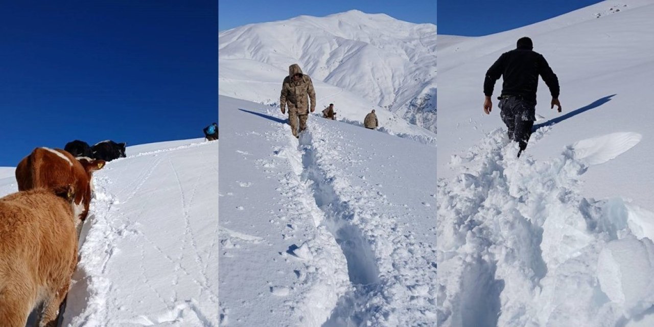 Dağda mahsur kalan 19 büyükbaş ekipler tarafından kurtarıldı
