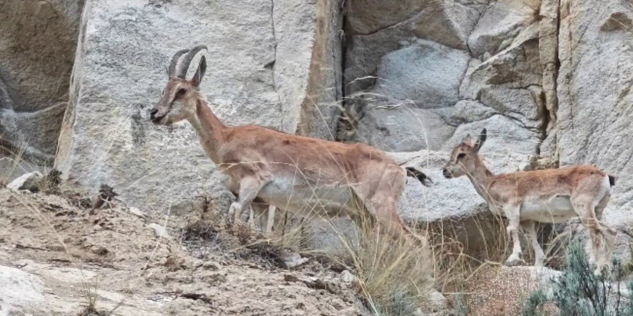 Uzundere’de dağ keçileri görüntülendi
