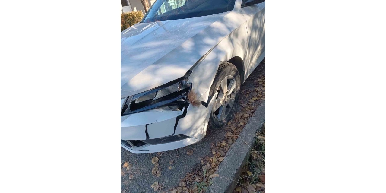 Otomobil ayıya çarptı