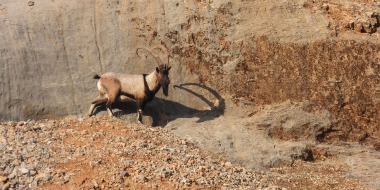Malatya’da dağ keçileri görüntülendi