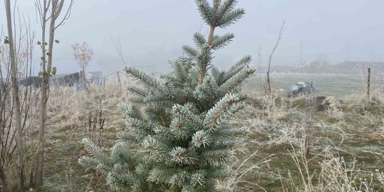 Ağrı’da kırağı etkili oldu
