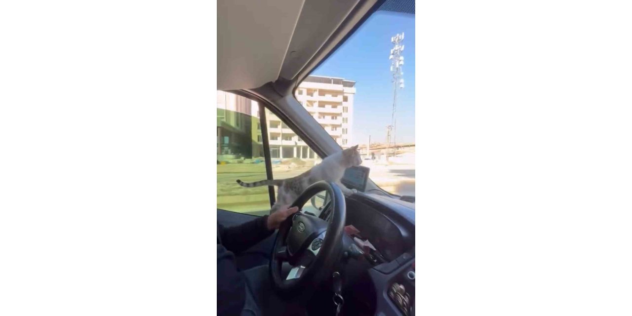 Donmak üzere olan kediyi aracına aldı: Şoförün duyarlı hareketi yolcuların takdirini topladı